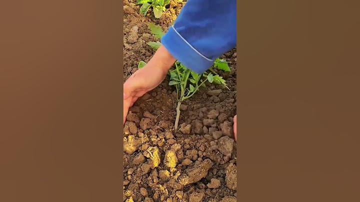 secret technique for tomato plants to produce abundant fruit #shorts