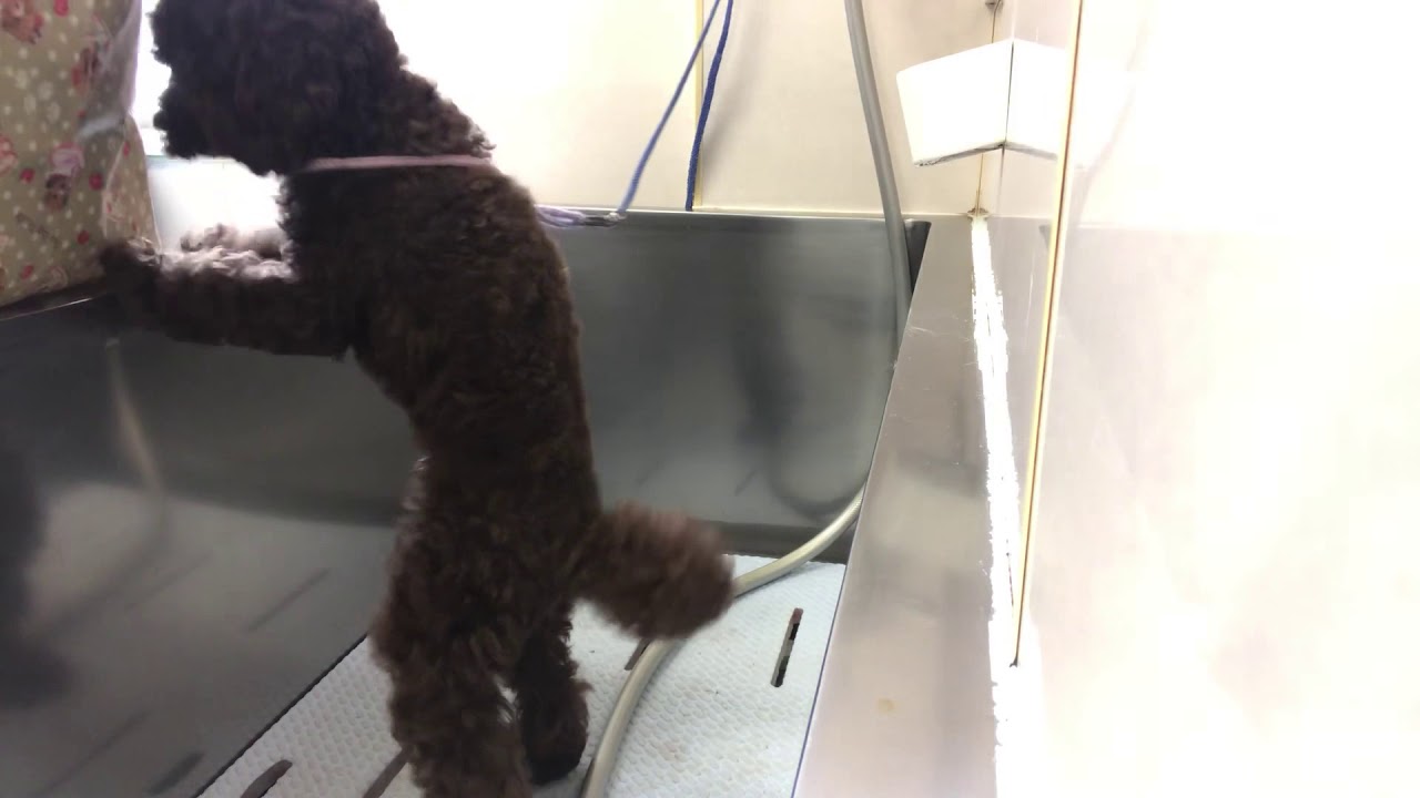 犬のシャンプーの仕方 フケが多い場合のシャンプー治療トイプードル編 おばちゃんトリマー トリミング講座 Youtube