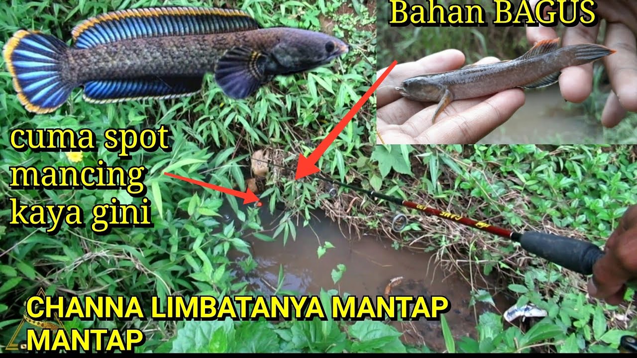 masih MELIMPAH CHANNA LIMBATANYA_Mancing selokan keCIL.
