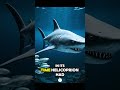 Helicoprion: The Predator Even Sharks Feared #documentary #extinction #movie #shark #prehistoric