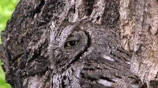 Nature's Masters of Camouflage Documentary