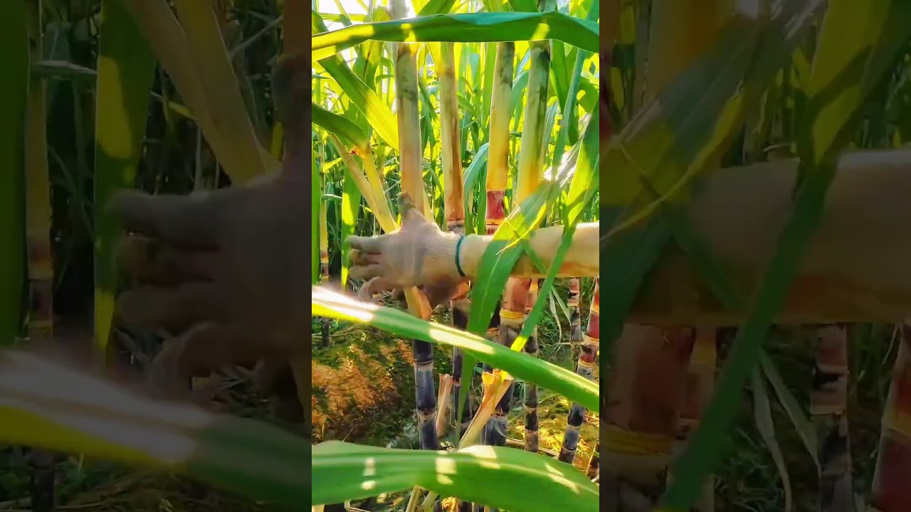 This sugarcane peeling mistake costs farmers thousands #agriculture #farming #shorts