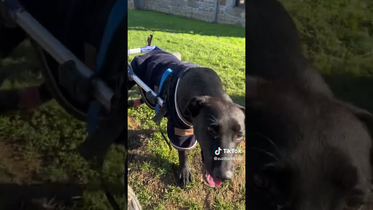 Espoir Chien Handicap Tient Sur Ses 2 Roulettes