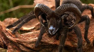 WEIRDEST Animals Created By Scientists! WEIRDEST Animals Created By Scientists!