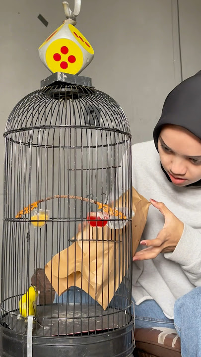 Taking care of pleci is actually fun😜🙌🏻 #kicaumania #kicaumanianusantara #plecimania #plecigacor