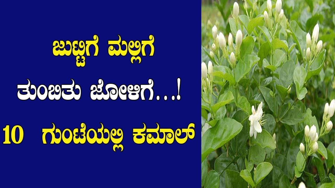 ಮಲ್ಲಿಗೆ ಹಿಂದೆ ಮೆಲ್ಲಗೆ ಬಿದ್ದ ಯುವ ವಿದ್ಯಾರ್ಥಿಯ ಮಾಸಿಕ ಆದಾಯ 50 ಸಾವಿರ #10 ಗುಂಟೆಯ ಅಚ್ಚರಿ