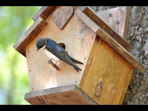 How To Make a Birdhouse Out of Wood - DIY Birdhouse Easy ...