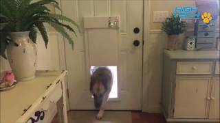 German Shepard uses the Power Pet Door