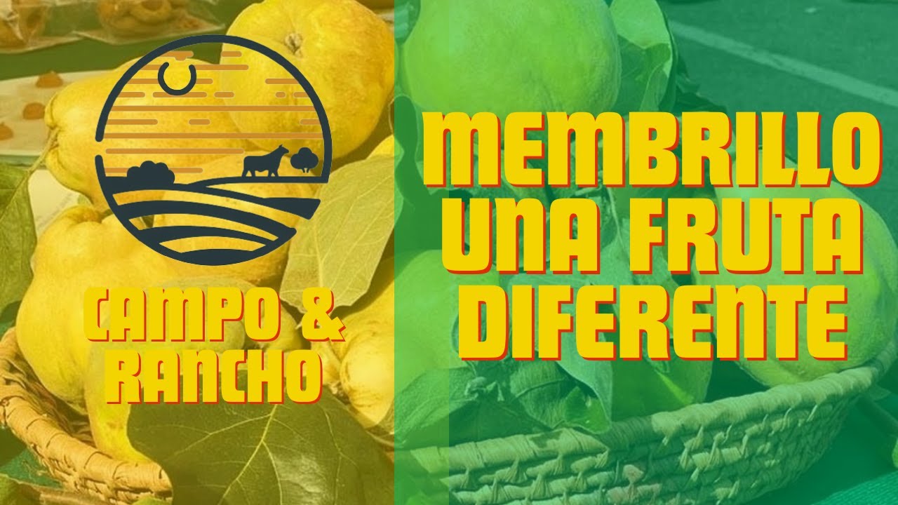 Cultivo de Membrillos