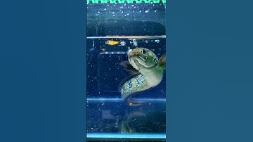 Lóc trân châu đen săn mồi, dạng người,đã thuần.