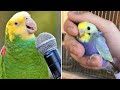 Smart and funny parrots parrot talkings compilation 2024  cute birds 4