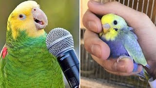 Smart And Funny Parrots Parrot Talking Videos Compilation (2024) - Cute Birds #4 by Parrots Fun TV 26,550 views 3 months ago 32 minutes