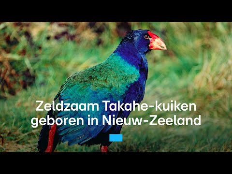 Masteran Suara Bajing Kekes Suara Jernih