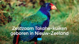 Download Lagu Zeldzaam Takahe-kuiken geboren in Nieuw-Zeeland | RTL Nieuws MP3