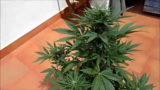 AUTO CHOCOLATE SKUNK FLOWERING FLORACIÓN #00 SEEDS
