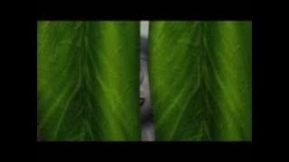 Animation Movie Bird Idol Trailer