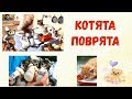 Мы веселые котята мы котята поварята