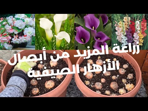 فيديو: كيف تحفر لمبات زنبق كالا؟