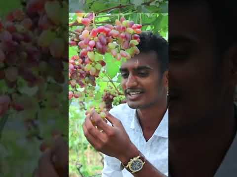 #youtubeshorts #birds #haveitoldyoulatelythatiloveyou #food #animals #lifeisbutadream #cat #fruit #