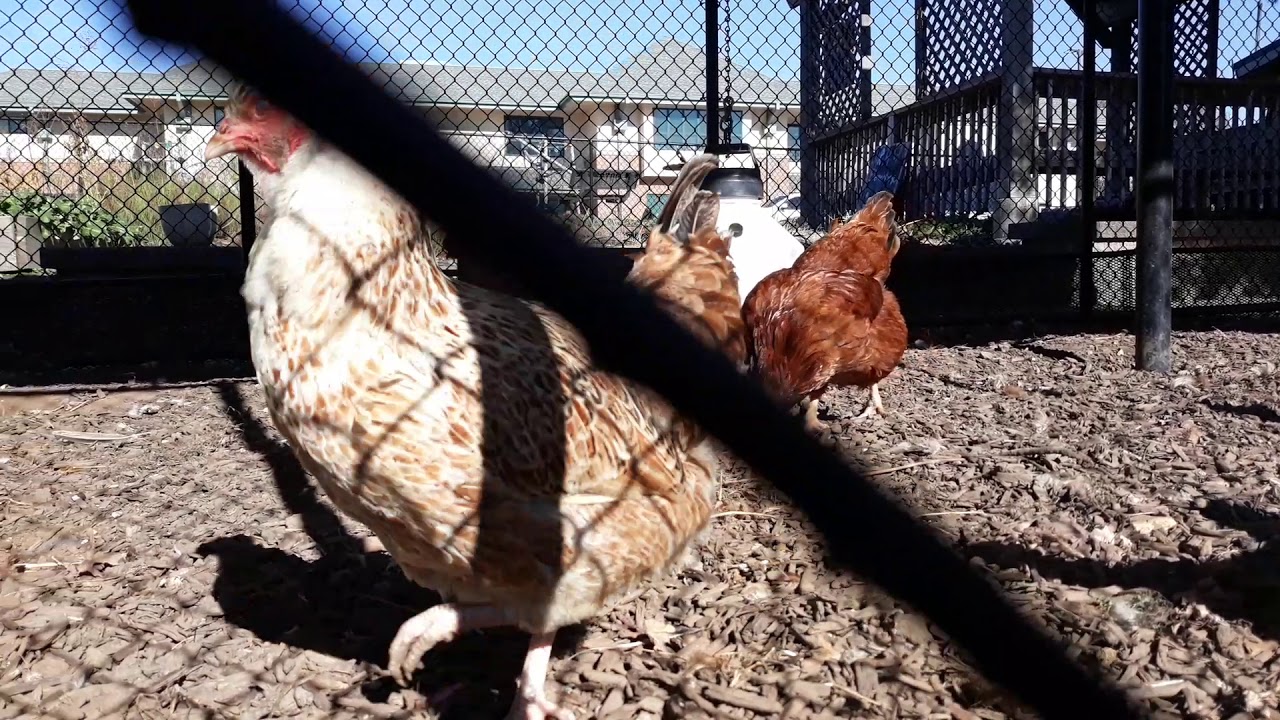 Maplewood Richmond Heights Elementary School Chickens, Nov. 18, 2020