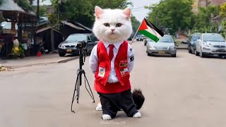 Lagu Atouna Tufuli Lagu Palestina Kucing Gemoy Bernyanyi by Channel Kucing 294 773 views 1 month ago 2 minutes, 10 seconds