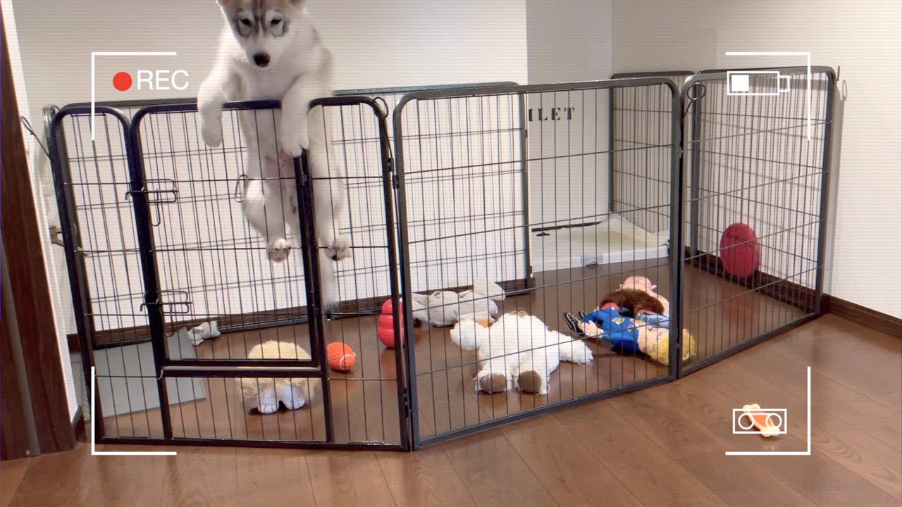Siberian husky and owner's doghouse battle of wits was brutal