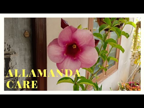 Vídeo: Tropical Allamanda