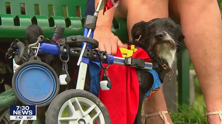 Minnesota man opens heart and home to 'misfit' dog...