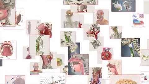 Primal’s 3D Human Anatomy for Speech Language Pathology & Audiology Software