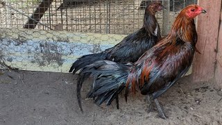 How to treat Gamefowl for mites & lies