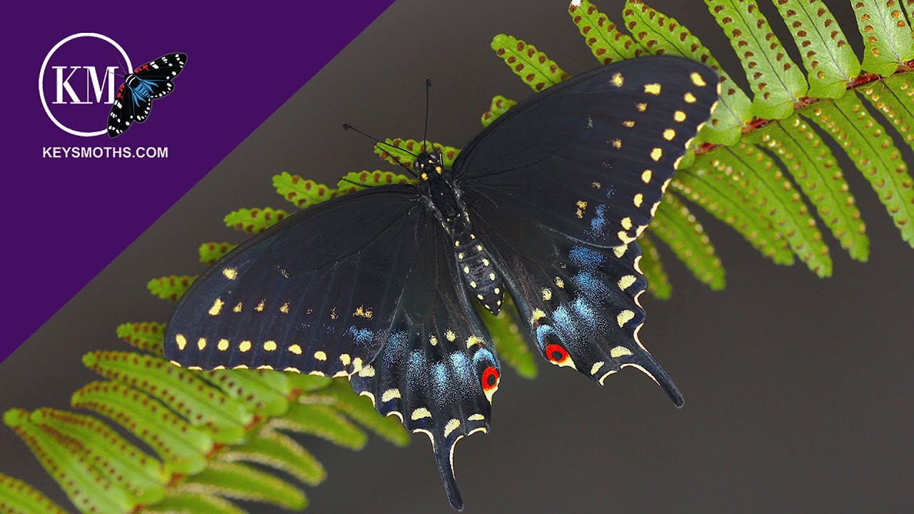 ATTRACT BUTTERFLIES WITH CARROTS, DILL AND PARSLEY The Black