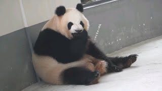 【大熊猫大美】巨美宝宝像个玩偶一样坐在墙角啃jiojio啃爪叽，可爱到昏厥