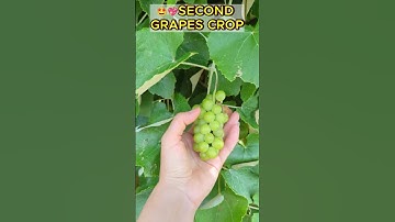 🍇☺️Amazing SECOND grapes crop! #grapevine #grape #grapetree #grapeharvest