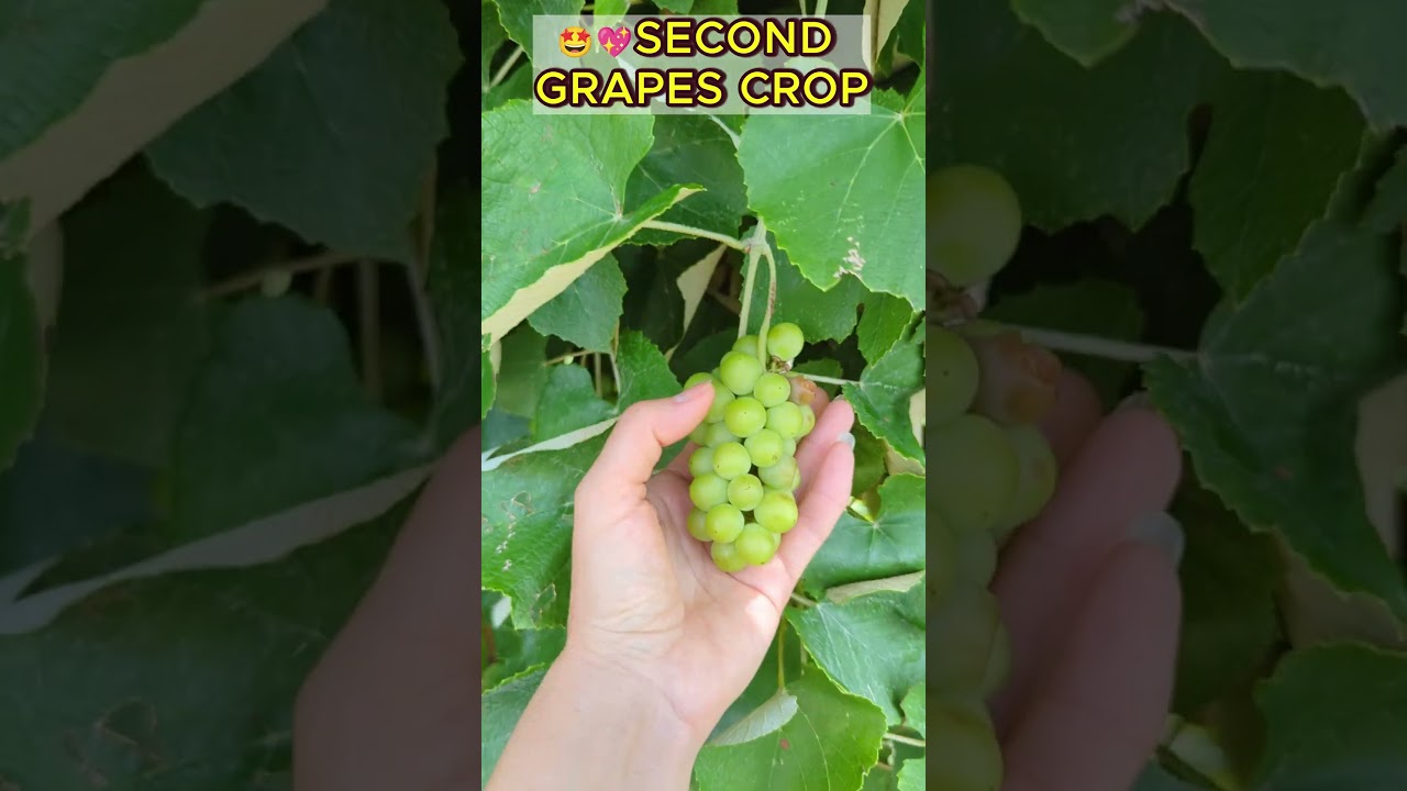 🍇☺️Amazing SECOND grapes crop! 
