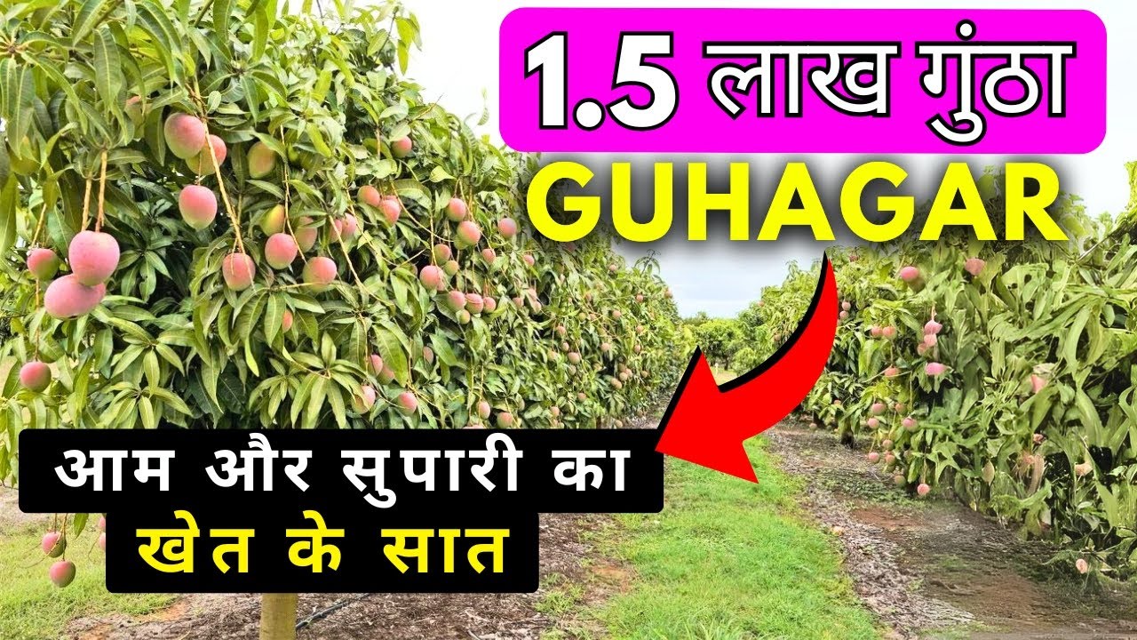 GUHAGAR LAND FOR SALE WITH MANGO & BETEL FARM ROAD TOUCH INVESTMENT का BEST मौका #guhaghar