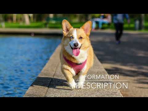 Vidéo: 15 minutes pour un meilleur lien avec votre chien
