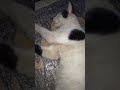 Gelutt.. 😂 #shortvideo #kitten #cuteanimals #catlover