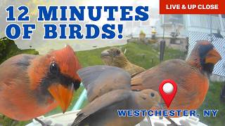 What Happens at the Feeder When You're Not Looking? | Relaxing Bird Cam
