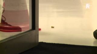 Gewonde Bij Schietpartij Dordtselaan In Rotterdam