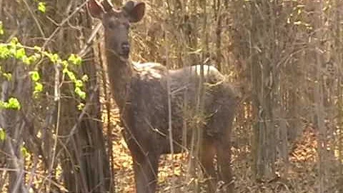 Male Sambar Deer Tadoba Andhari Tiger Reserve Safari Visitor's Eye Arkadeb Mukherjee