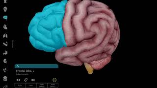 شرح ثلاثي الابعاد للدماغ Basics of brain cortex