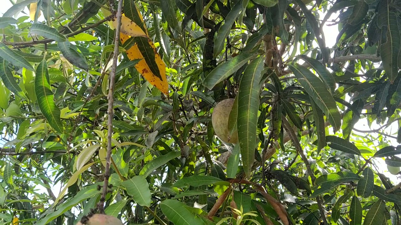 Suvarnarekha Mangoes, 2021 Season, Ulavapadu Mangoes YouTube