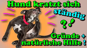 Was kann man tun wenn der Hund sich ständig kratzt?