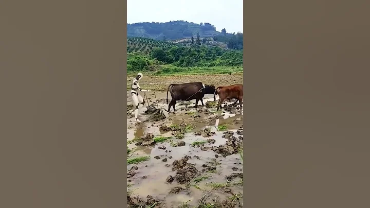 Humanoid robots transform farming!#ai #airobot #robot #robotics #robotshorts #fyp #robotics