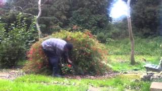 How to prune a fuchsia....the quick way!