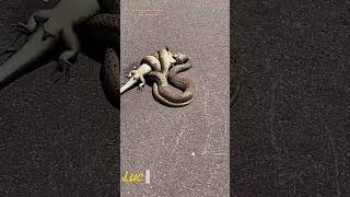 Only in Australia… Venomous Snake Takes Down a Full-Grown Lizard on the Footpath
