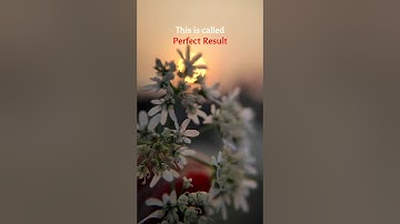 Golden Hour Magic ☀️ | Adcom 12x/24x Macro Lens | #shotwithadcom #shorts