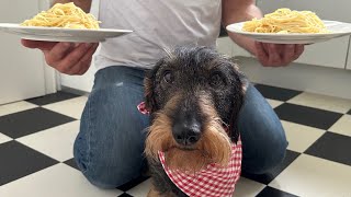 : Dachshund loves spaghetti