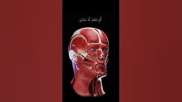 ألم نجعل له عينين ولسانا وشفتين || حالات واتس اب || القارئ المنشاوي #قرآن