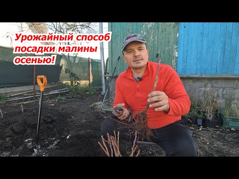 Осенняя посадка малины в саду: секреты максимального урожая.